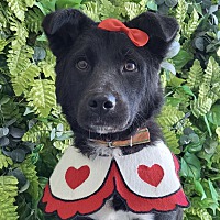 adopt-pet
