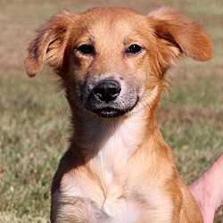 Thumbnail photo of Jersey~adopted! #2