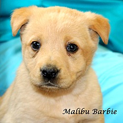 Thumbnail photo of Malibu Barbie~adopted! #1