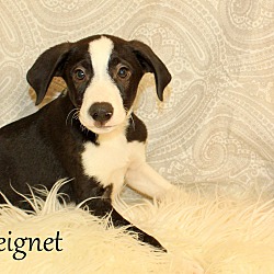 Thumbnail photo of Beignet ~ meet me! #3