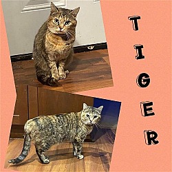Photo of Tiger