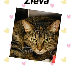 Photo of Zieva ("Spot")