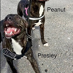 Thumbnail photo of Presley #2