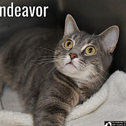 Thumbnail photo of Endeavor #3