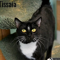 Thumbnail photo of Tissaia #3