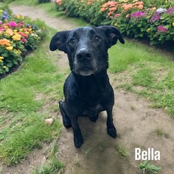 Photo of Bella