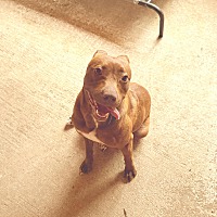 adopt a pet