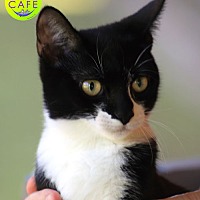 adopt a pet