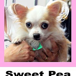 Photo of Sweet Pea