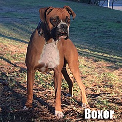 Thumbnail photo of Boxer #2