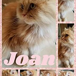 Thumbnail photo of Joan #3