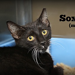 Thumbnail photo of sox #2