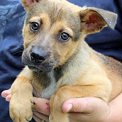 Thumbnail photo of Izzy~adopted! #1
