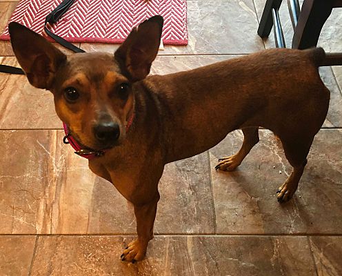 Albany, KY - Miniature Pinscher. Meet Ruby a Pet for Adoption ...