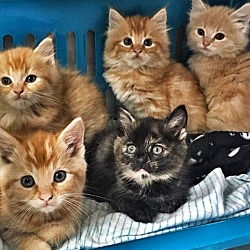 Thumbnail photo of Cats and Kittens #2
