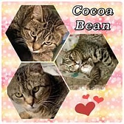 Photo of Cocoa Bean (Foster Kitty)