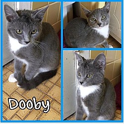 Photo of Dooby