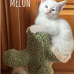 Thumbnail photo of Melon #3