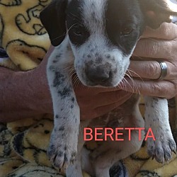 Photo of Beretta