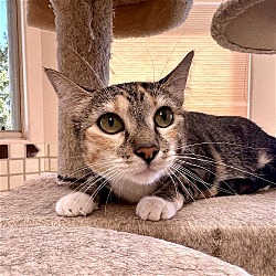 Photo of Kiri Te Kanawa (and Paw-varotti)