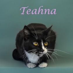 Thumbnail photo of Teahna C24-230 #2