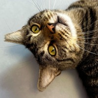 adopt-pet