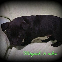 Thumbnail photo of Miguel #4