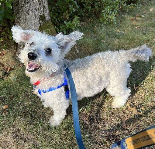 Centerville, MA - Schnauzer (Miniature). Meet BRETT a Pet for Adoption ...