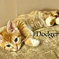 Thumbnail photo of Dodger #2