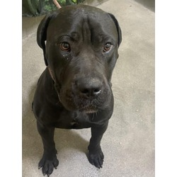 Photo of ACE