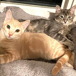 Photo of Toulouse and Clementine