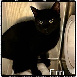 Thumbnail photo of FINN #1