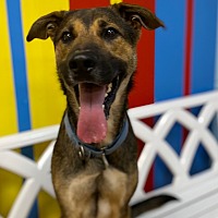 adopt a pet