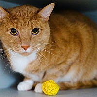 adopt a pet