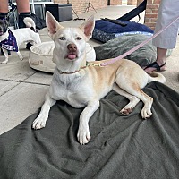 adopt a pet