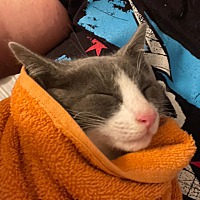 adopt a pet