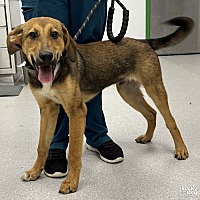 adopt a pet