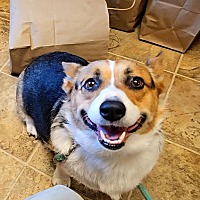 adopt a pet