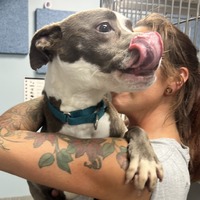 adopt a pet