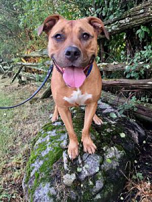 Ottawa On American Bulldog Meet Roland A Pet For Adoption