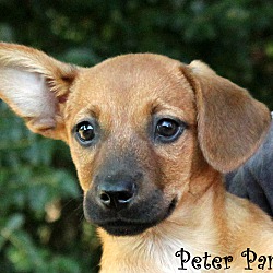 Thumbnail photo of Peter Pan ~ adopted! #2