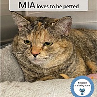 adopt a pet