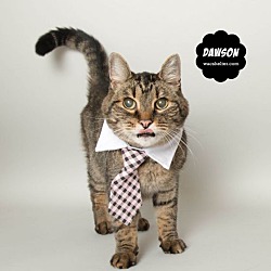 Thumbnail photo of DAWSON (Senior Cat) #2