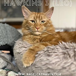 Photo of Hawkins 3 (Leo)