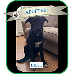 Thumbnail photo of Duke - ADOPTED!!! #1