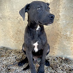 Photo of Grey