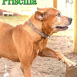 Thumbnail photo of Priscilla #4