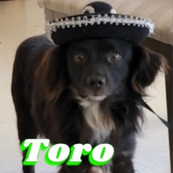 Photo of Toro