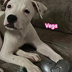 Thumbnail photo of Vega #2