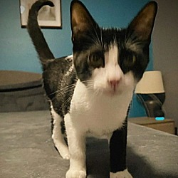 Thumbnail photo of Oreo #mismatched-socks #2